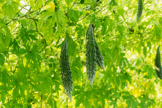 Bitter Gourd Crop Bio Fertilizer Nutrition and  Protection Package Geolife Agro Nano Technology